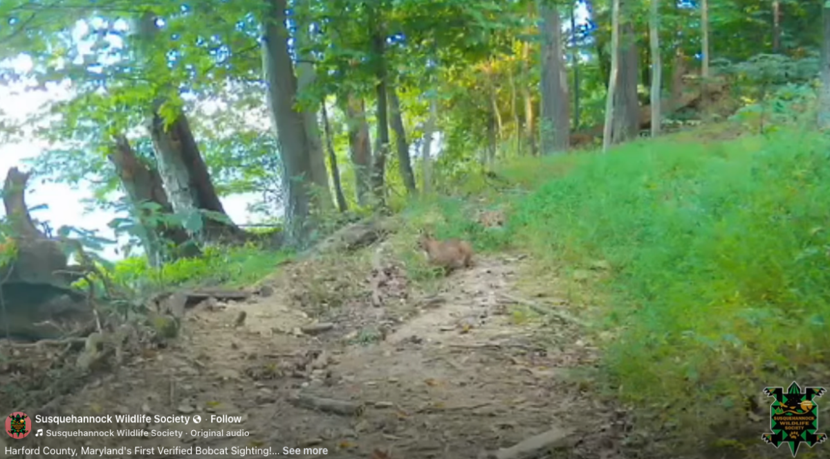 Bobcat crouches on a dirt trail in a green forest.