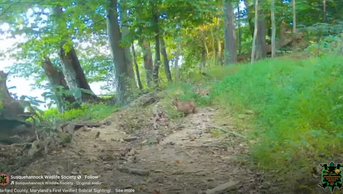 Bobcat crouches on a dirt trail in a green forest.