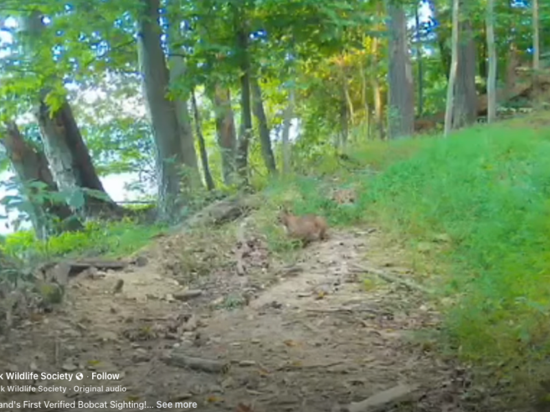First Bobcat Caught on Video in Harford County