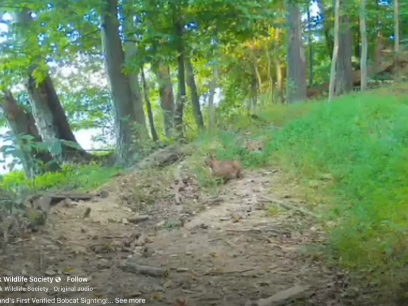 Bobcat crouches on a dirt trail in a green forest.