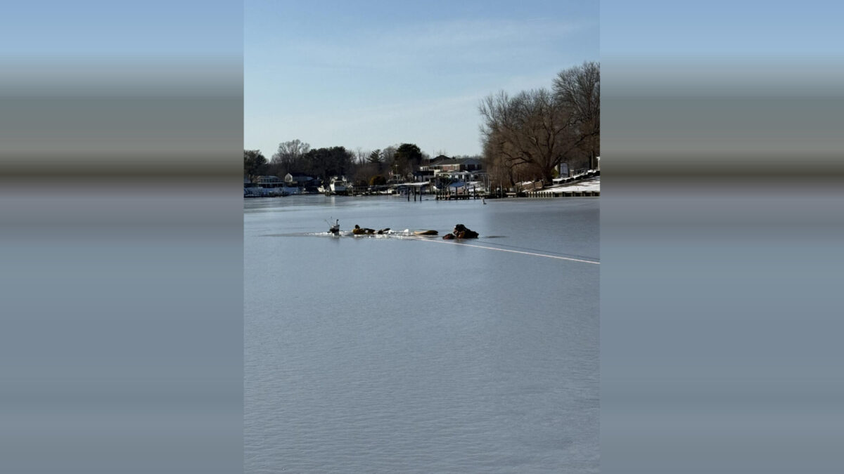 Ducks swim across a frozen lake with snowy shore and bare trees in the background.
