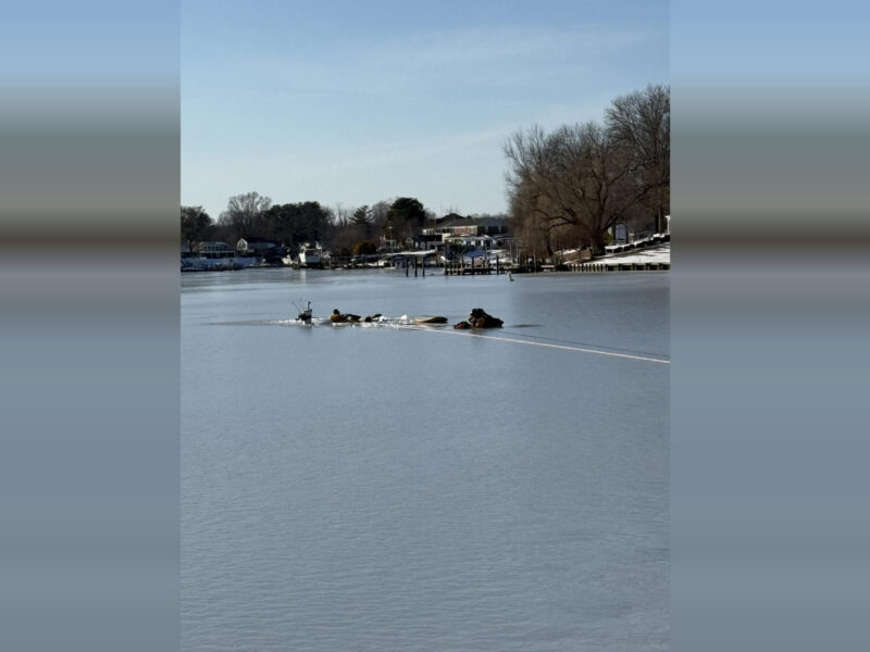 Ducks swim across a frozen lake with snowy shore and bare trees in the background.