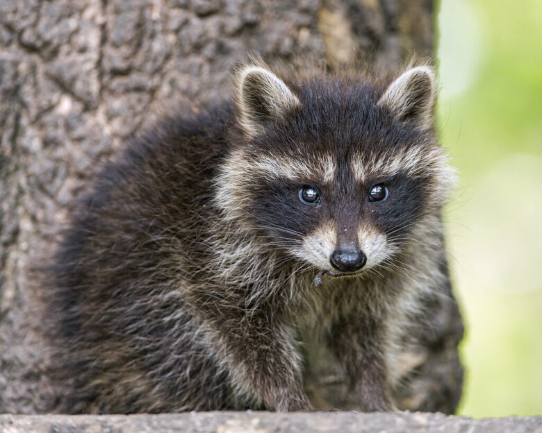 Young raccoon perched against a tree trunk with a blurred green background.