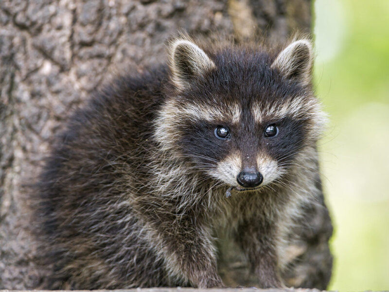 Young raccoon perched against a tree trunk with a blurred green background.