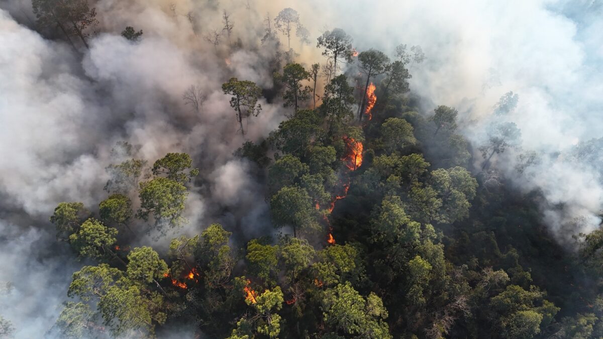 Aerial view of a forest wildfire with thick smoke and flames burning through dense green trees.