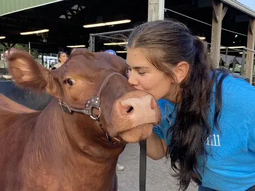 Girl kisses a brown calf at a livestock barn.