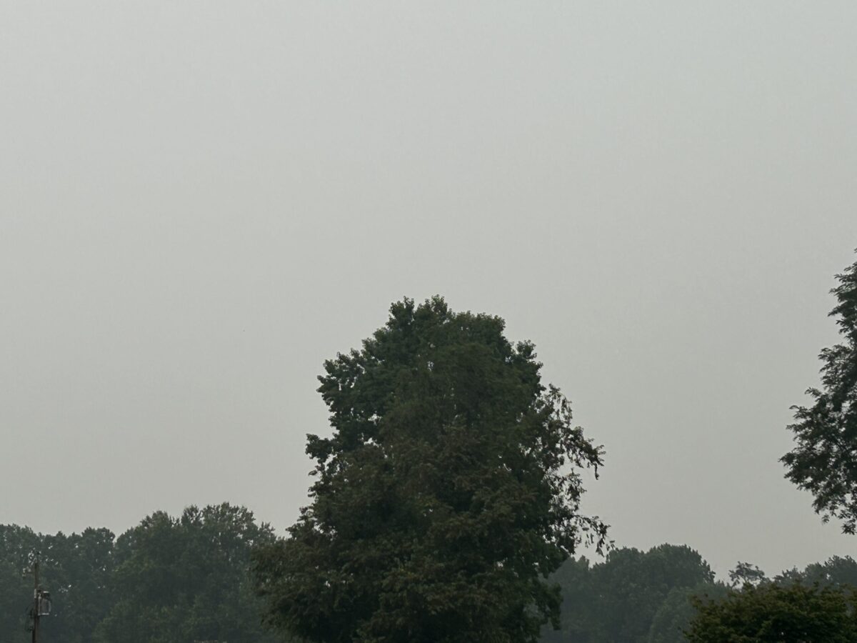 Tall trees silhouetted against a gray overcast sky over a misty forest edge.