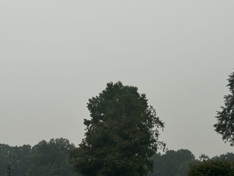 Tall trees silhouetted against a gray overcast sky over a misty forest edge.