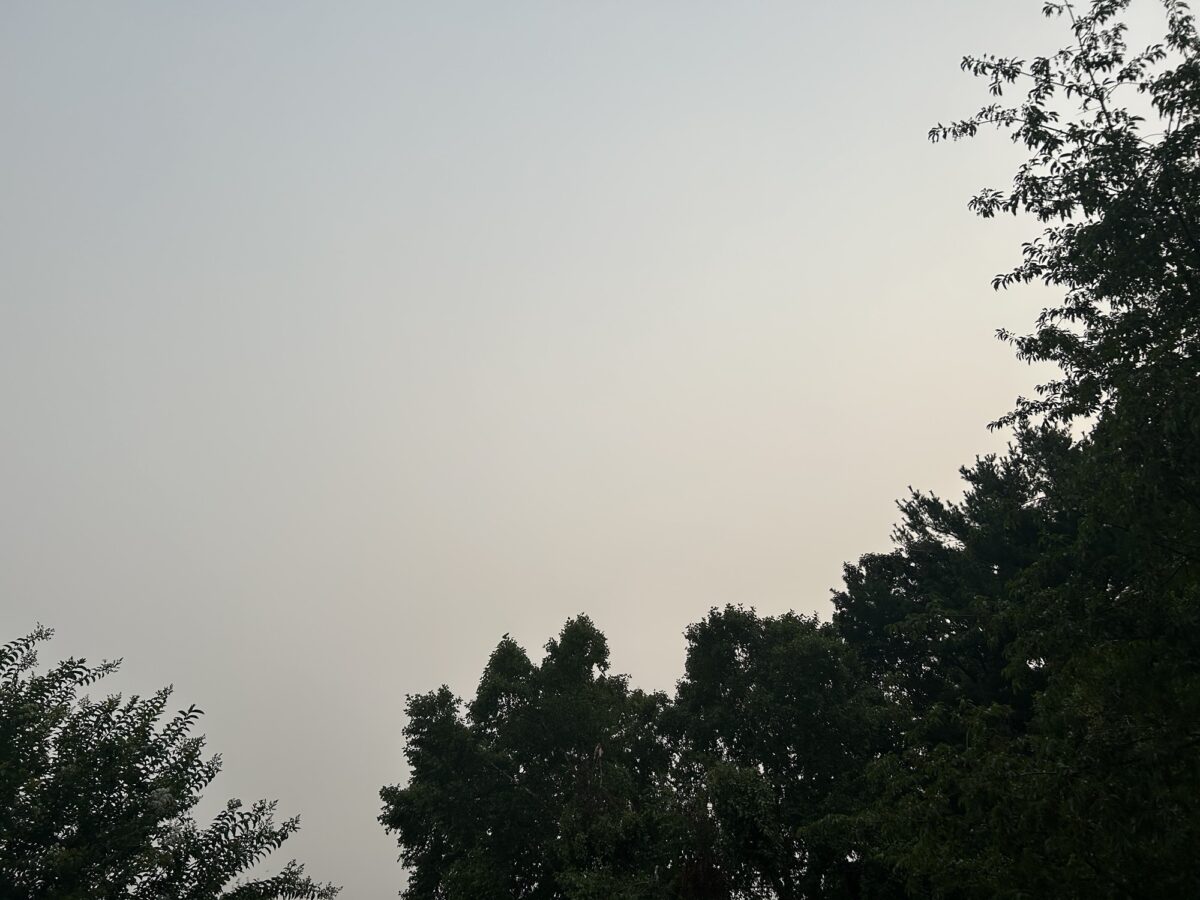 Silhouetted trees against a pale dusk sky.