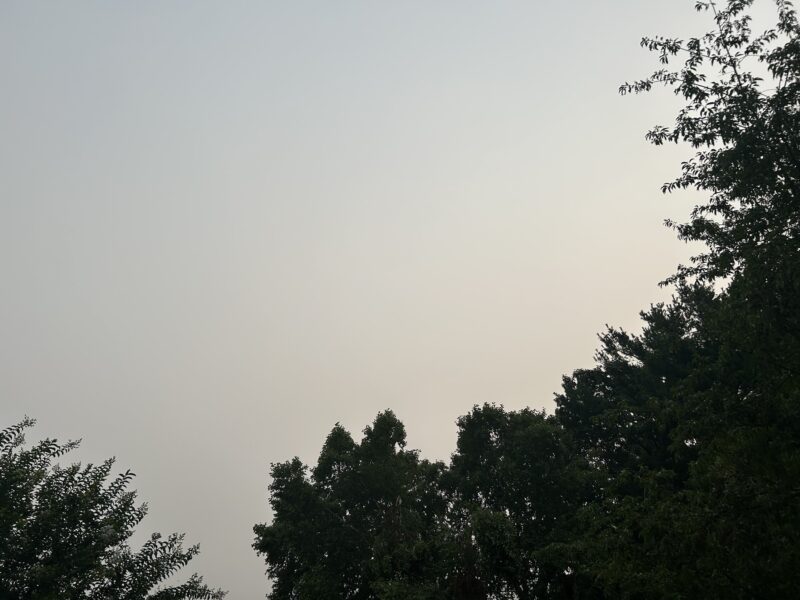 Silhouetted trees against a pale dusk sky.