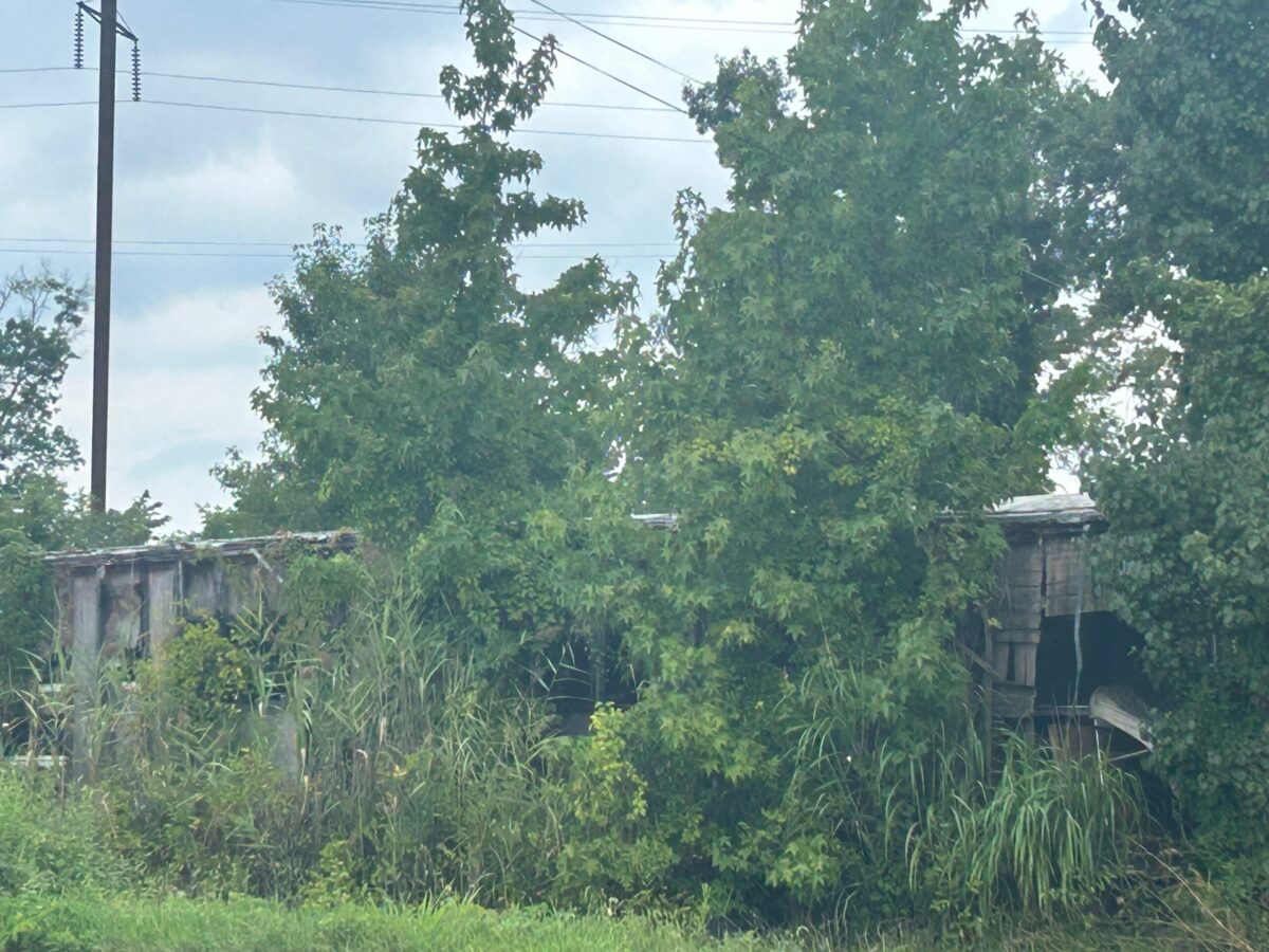 Overgrown trees and tall grass partially conceal weathered wooden structures under a cloudy sky.