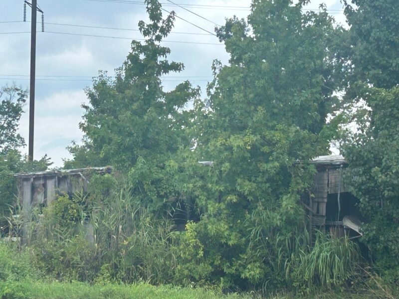 Overgrown trees and tall grass partially conceal weathered wooden structures under a cloudy sky.