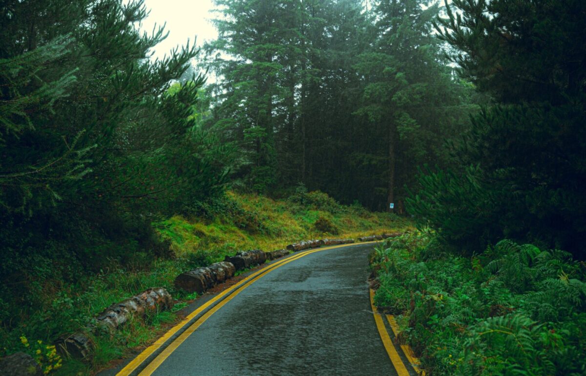 A winding road through a lush, misty forest evokes a peaceful and moody atmosphere.