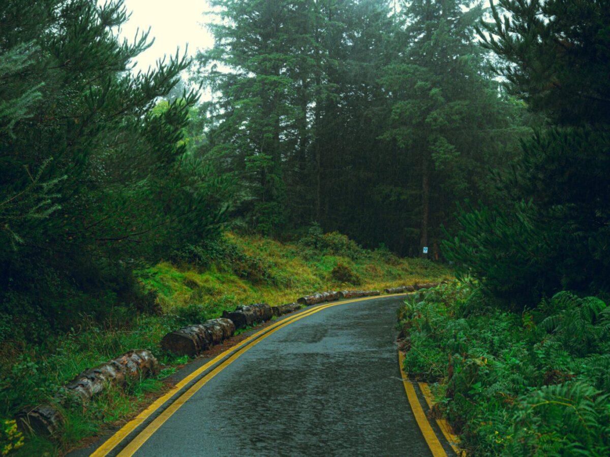 A winding road through a lush, misty forest evokes a peaceful and moody atmosphere.